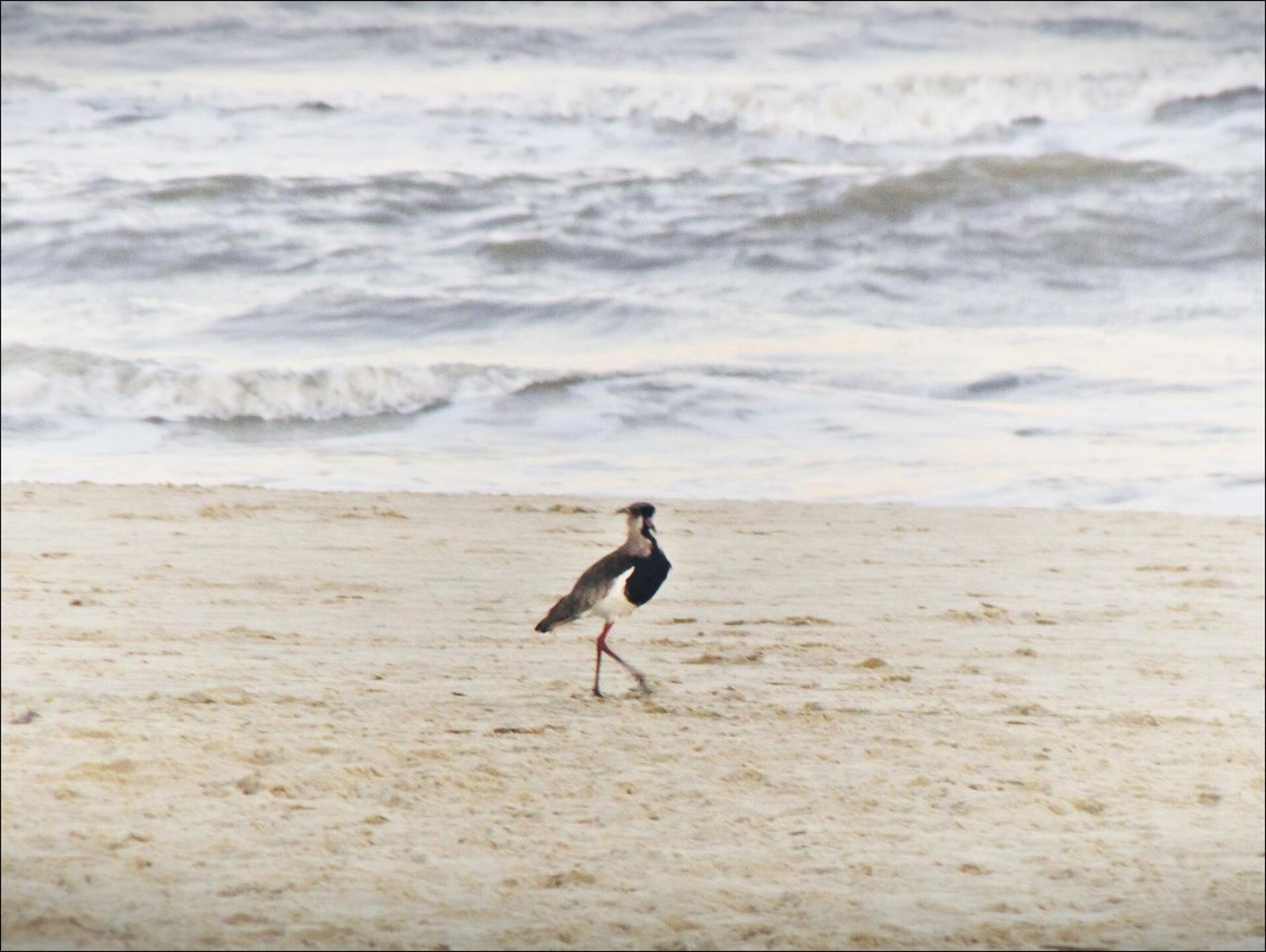 Praia de Imbé com ondas e uma ave caminhando na areia